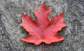 maple