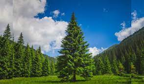 pine